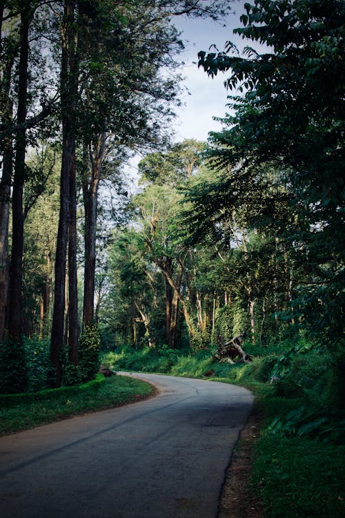 免费 绿叶树木环绕的道路 素材图片