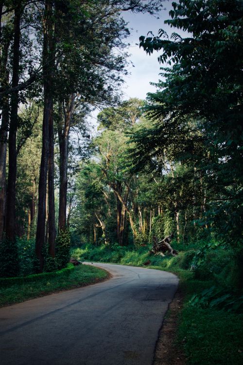 Free A scenic road meandering through a lush forest in Hoskeri, India in summer. Stock Photo