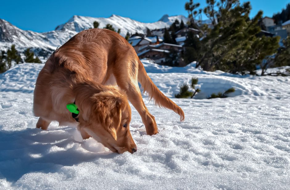 Fi vs Whistle vs Apple AirTag: GPS Tracker Faceoff for Dogs A golden retriever plays and sniffs the snowy landscape in a mountainous region on a sunny winter day.