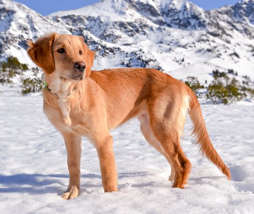 Free Golden Retriever standing in a snowy mountainous area during winter, showcasing the beauty of nature and pets. Stock Photo
