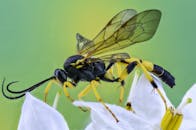 这张宏观照片清晰地展示了一只黄蜂栖息在白花上，其复杂的翅膀和身体细节一览无余