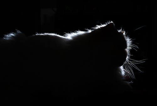 Low key photo of a Persian cat silhouette 