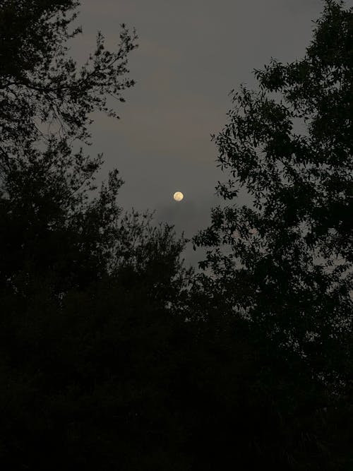 Full Moon with Silhouettes of Tree Branches in the Foreground