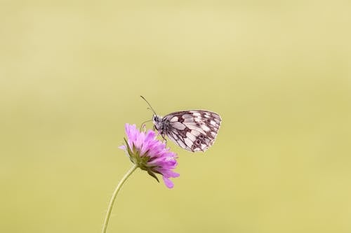 Pembe çiçek üzerine Tünemiş Kahverengi Kelebek