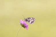 一只蝴蝶栖息在粉红色花朵上的特写镜头，背景是柔和的绿色，显得格外宁静