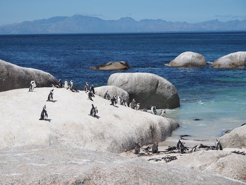 afrika penguenleri, Cape Town, Güney Afrika içeren Ücretsiz stok fotoğraf