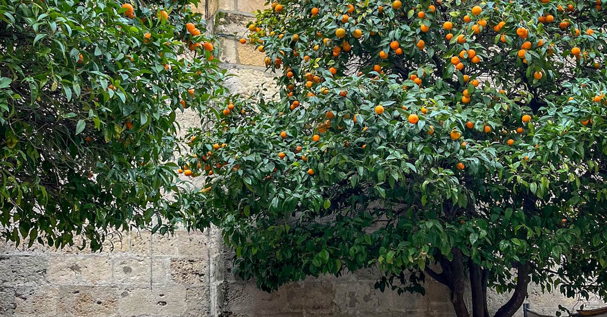 Portugal: qué atrae de Portugal a fundadores que equilibran calidad de vida y acceso a mercado Portugal: qué atrae de Portugal a fundadores que equilibran calidad de vida y acceso a mercado