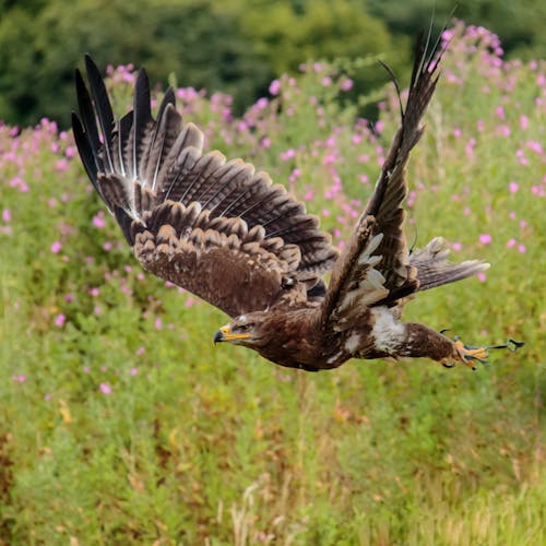 Aquila Bianca E Nera Marrone Che Volano Vicino Campo Di Fiori Rosa