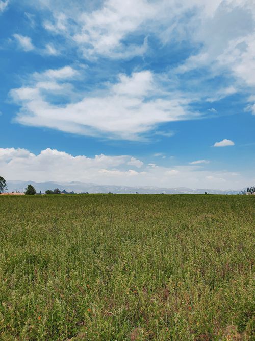 Free Explore the tranquil beauty of a vast green field under a bright blue sky with wispy clouds. Stock Photo