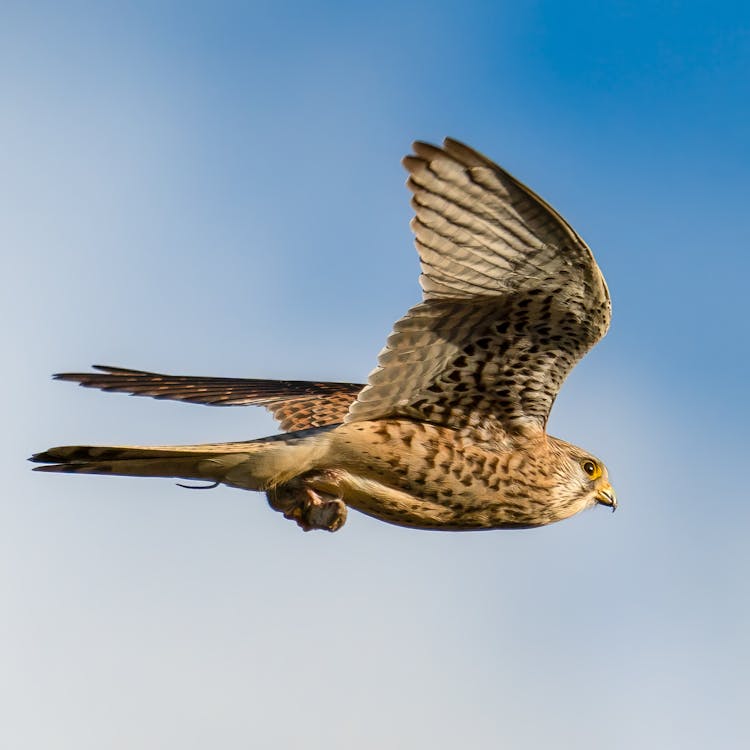 Kestrel Flying Against The Sky