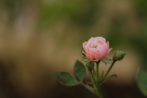 Blooming Pink Rose