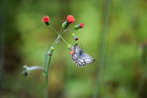 BORBOLETA 33