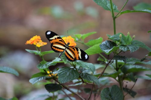 Close-up of a Ethilia Longwing Butterfly Sitting on a Flower