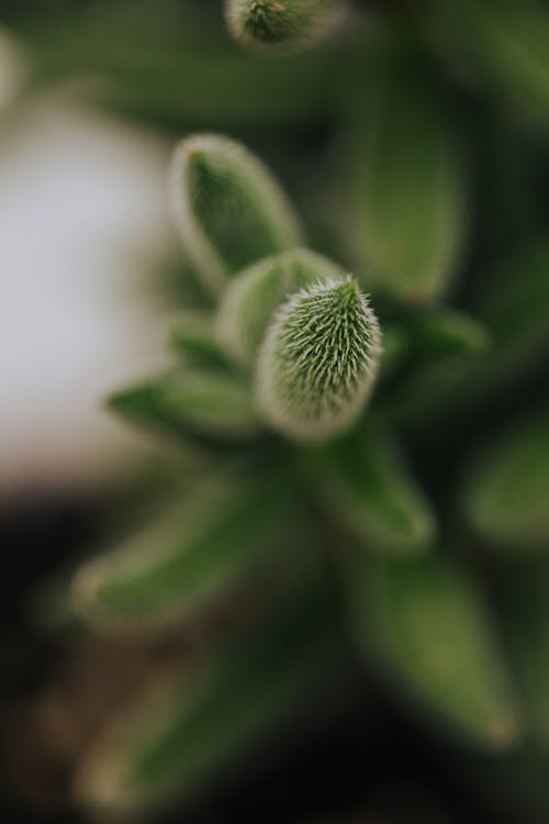 Základová fotografie zdarma na téma delosperma echinatum, flóra, ledová rostlina