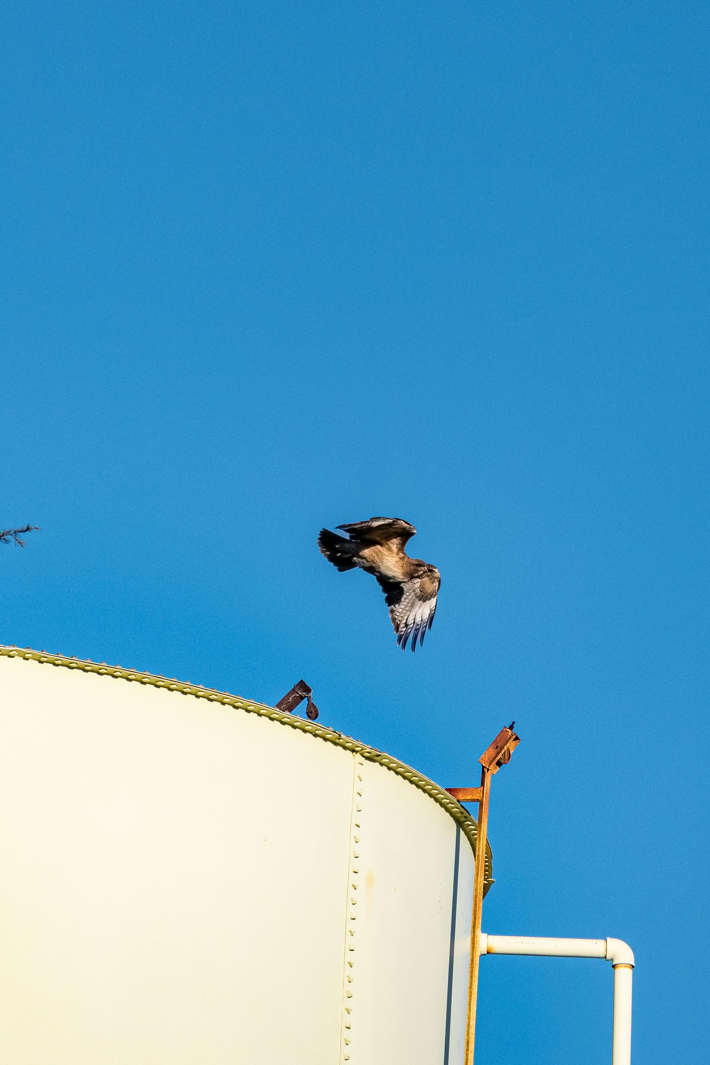 Photo of a Flying Hawk · Free Stock Photo
