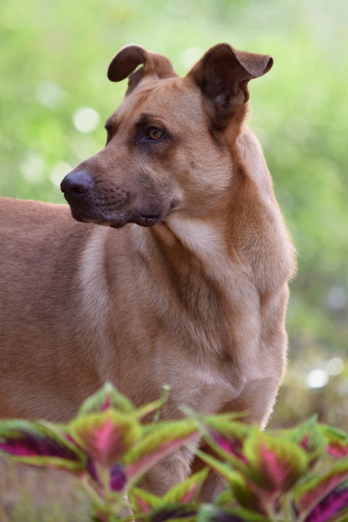 Rhodesian Ridgeback Dog Looking Away