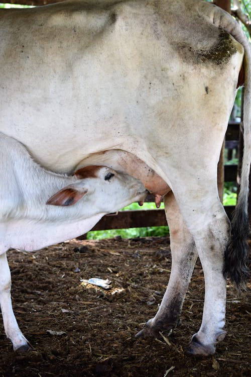 Calf Drinking Milk