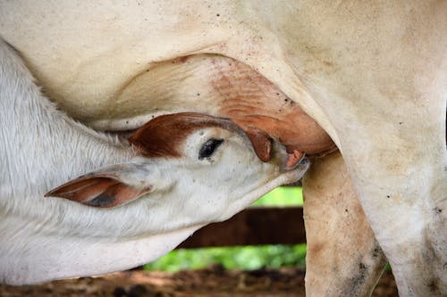 Cow Feeding Calf