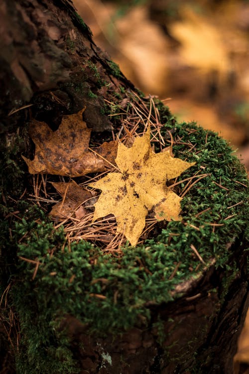 Gratis lagerfoto af ahornblade, bark, efterårsblade Lagerfoto