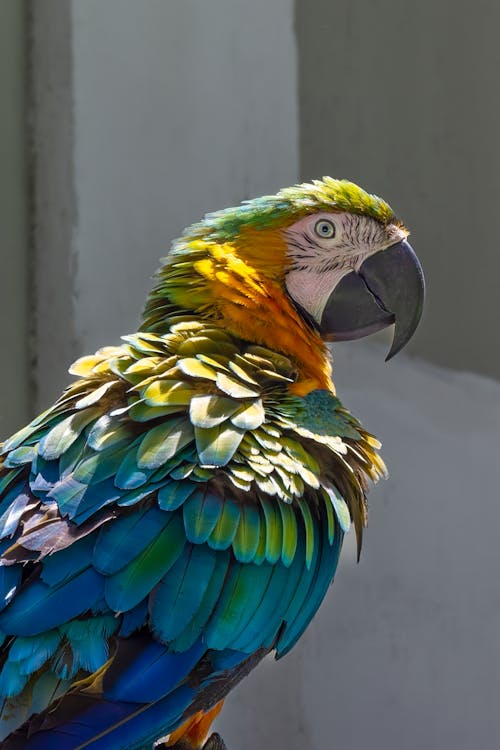Close up of Colorful Macaw