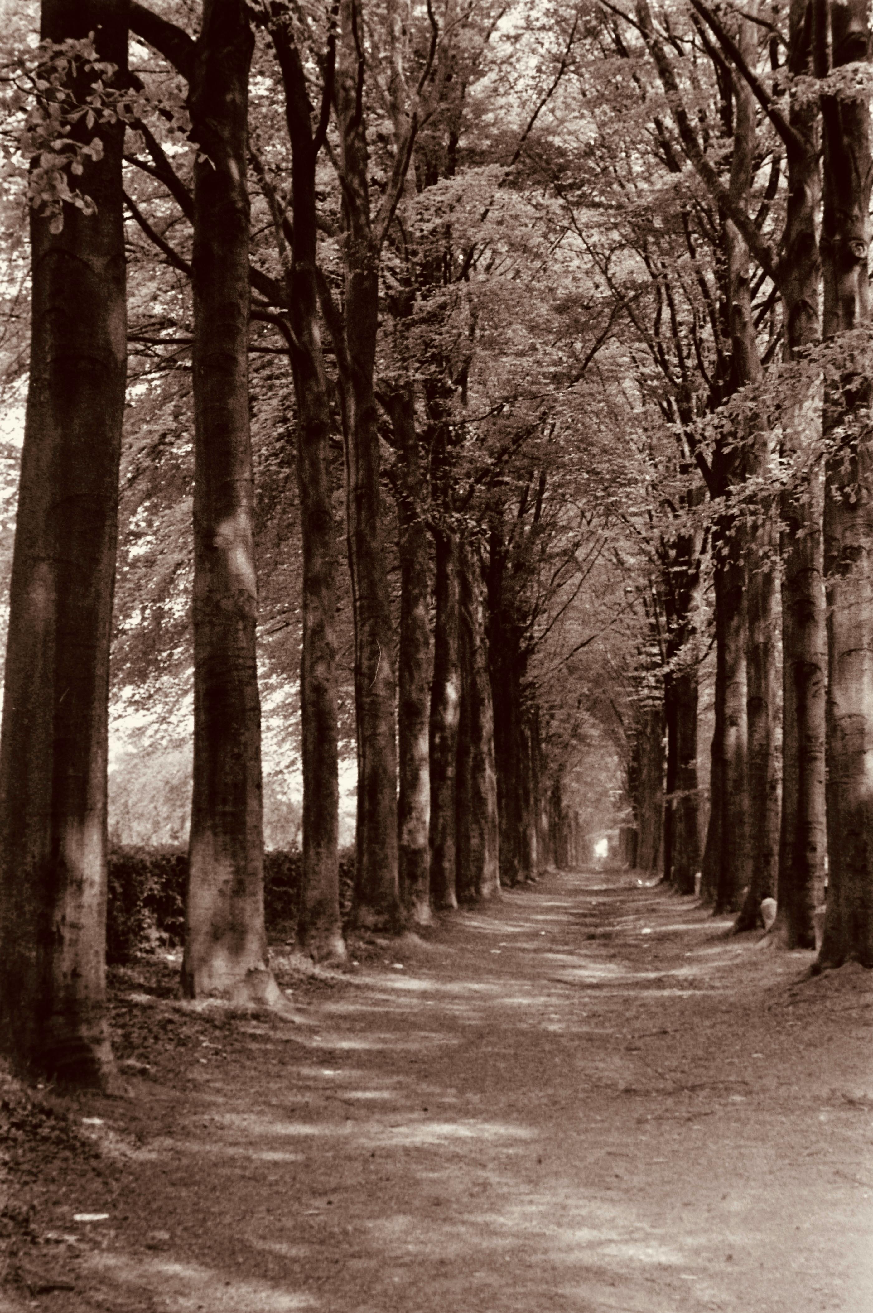 Paved Pathway on a Park · Free Stock Photo