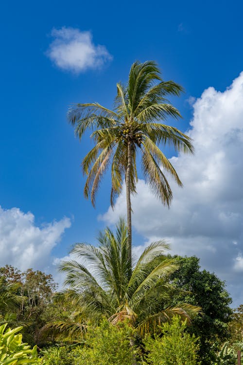 Palm Tree under Blue Sky with Fluffy White Clouds