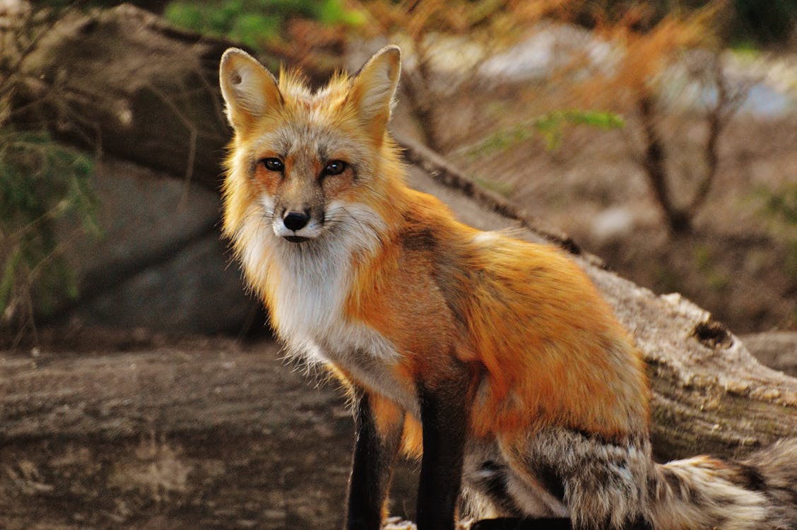 a beautiful fox