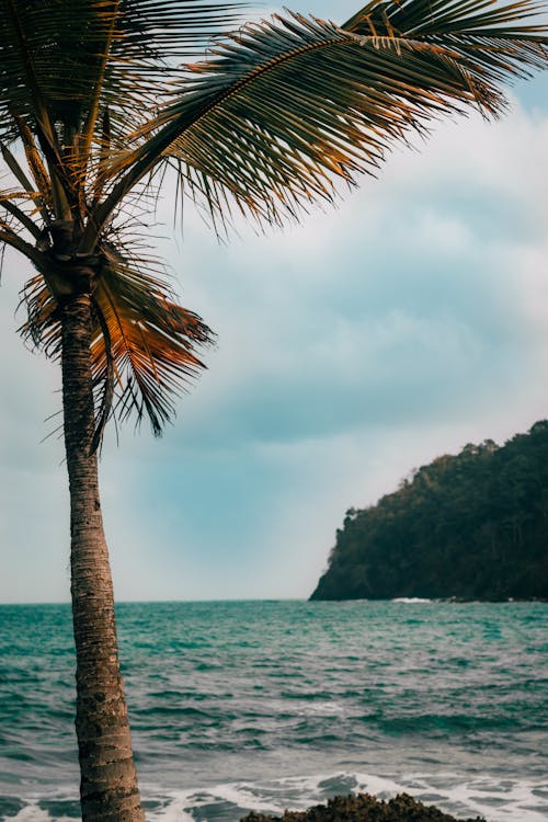 A Palm Tree on the Shore 