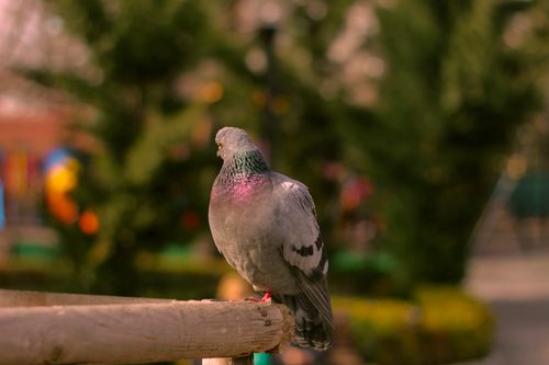 Free Close-up of a pigeon perched on a wooden railing in a park, with blurred green trees in the background. Stock Photo