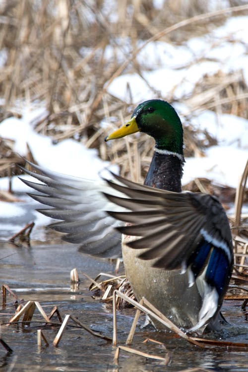 Close up of Duck in Winter