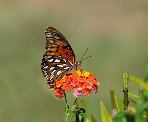 白天棕色和白色蝴蝶在橙色和黃色的花朵上的淺焦點攝影