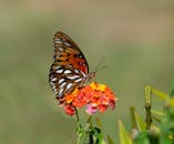 海湾贝蝶栖息在色彩鲜艳的马唐娜花上，背景模糊