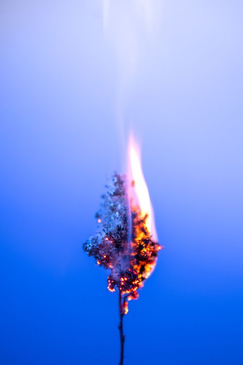 Free A burning plant emits smoke and flame against a vibrant blue backdrop, creating a surreal visual display. Stock Photo