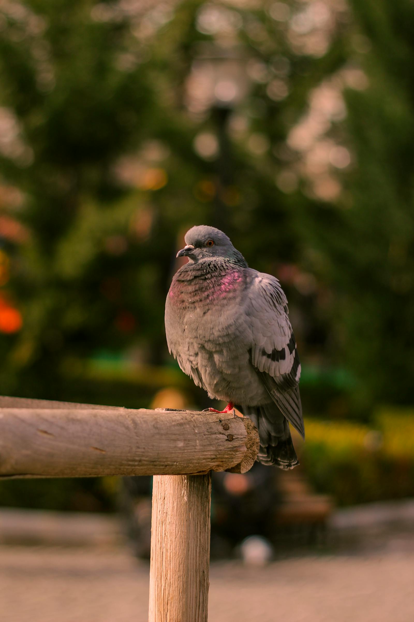 Pigeon Pictures Photos, Download The BEST Free Pigeon Pictures Stock ...