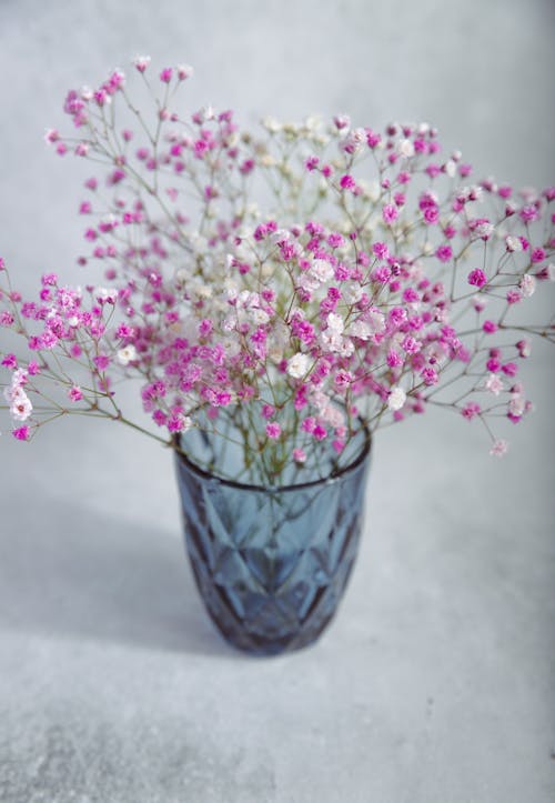 bitki örtüsü, bitkibilim, Çiçekler içeren Ücretsiz stok fotoğraf