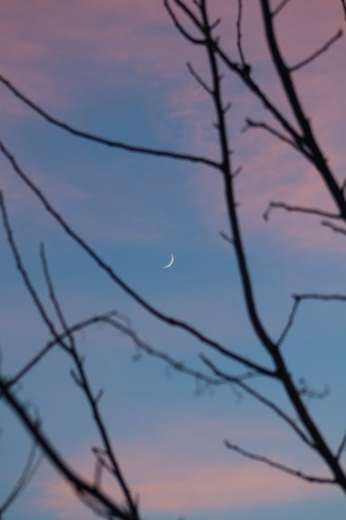Darmowe zdjęcie z galerii z gałęzie, jałowy, księżyc