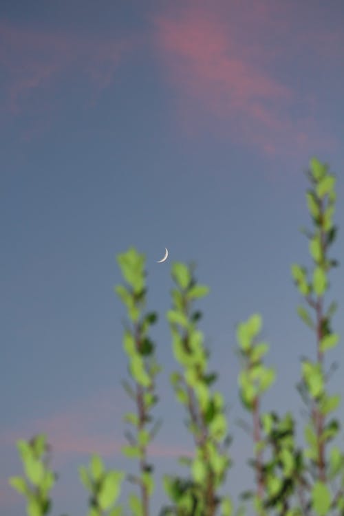 Crescent Moon in the Evening Sky Above Green Branches