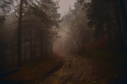 Fog over Dirt Road in Forest