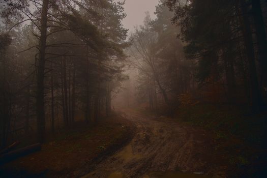 A tranquil dirt road winding through a foggy forest, enveloped in mist and mystery.