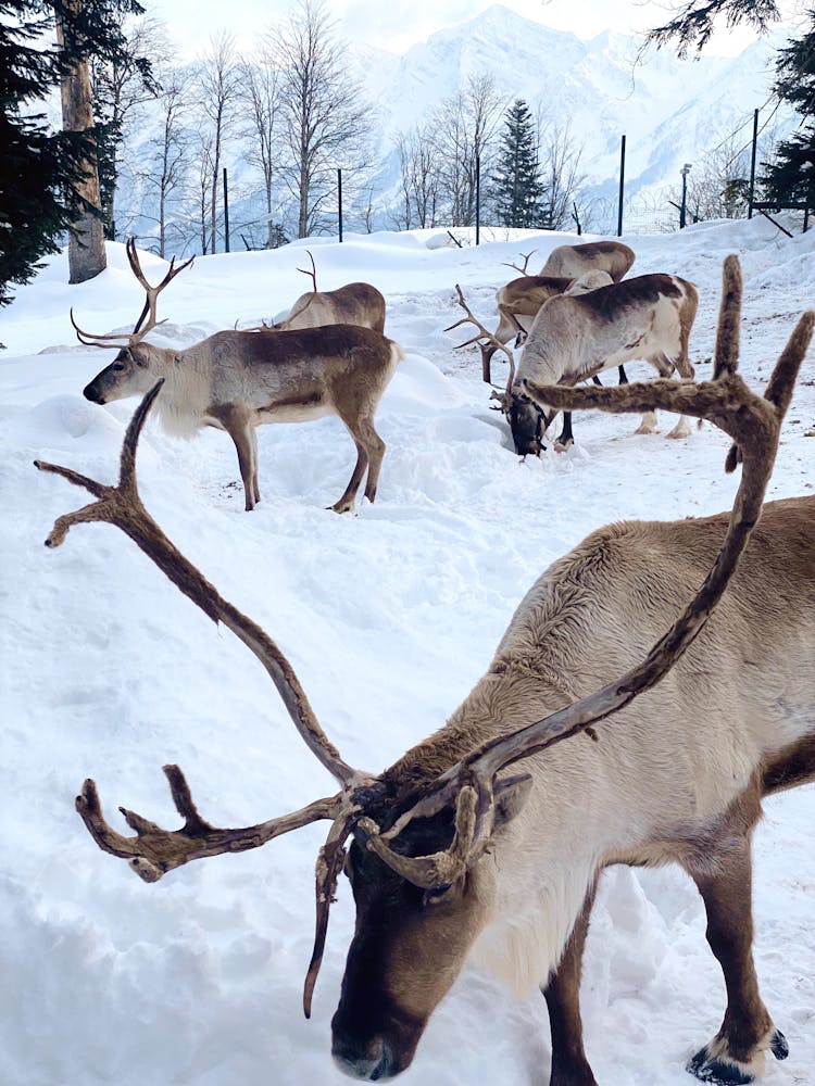 Reindeer In Snow