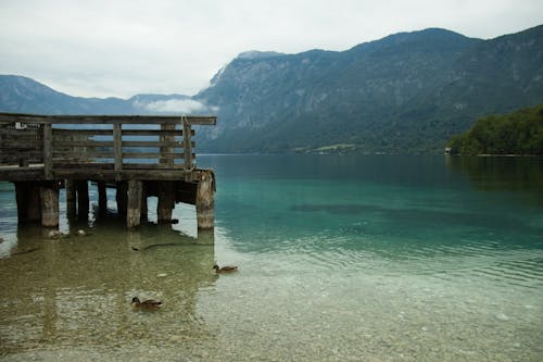 Безкоштовне стокове фото на тему «bohinj, водоплавна птиця, гори»