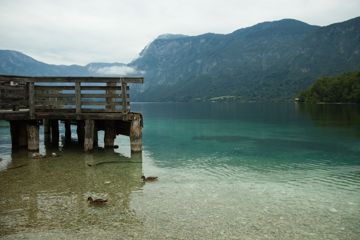 Tranquil scene at Lake Bohinj, Slovenia with ducks and mountains in the distance.