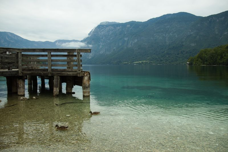 Rațe pe apa Lacului Bohinj, lângă un ponton de lemn