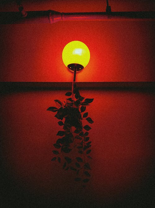 Základová fotografie zdarma na téma červené světlo, lampa, nízký úhel