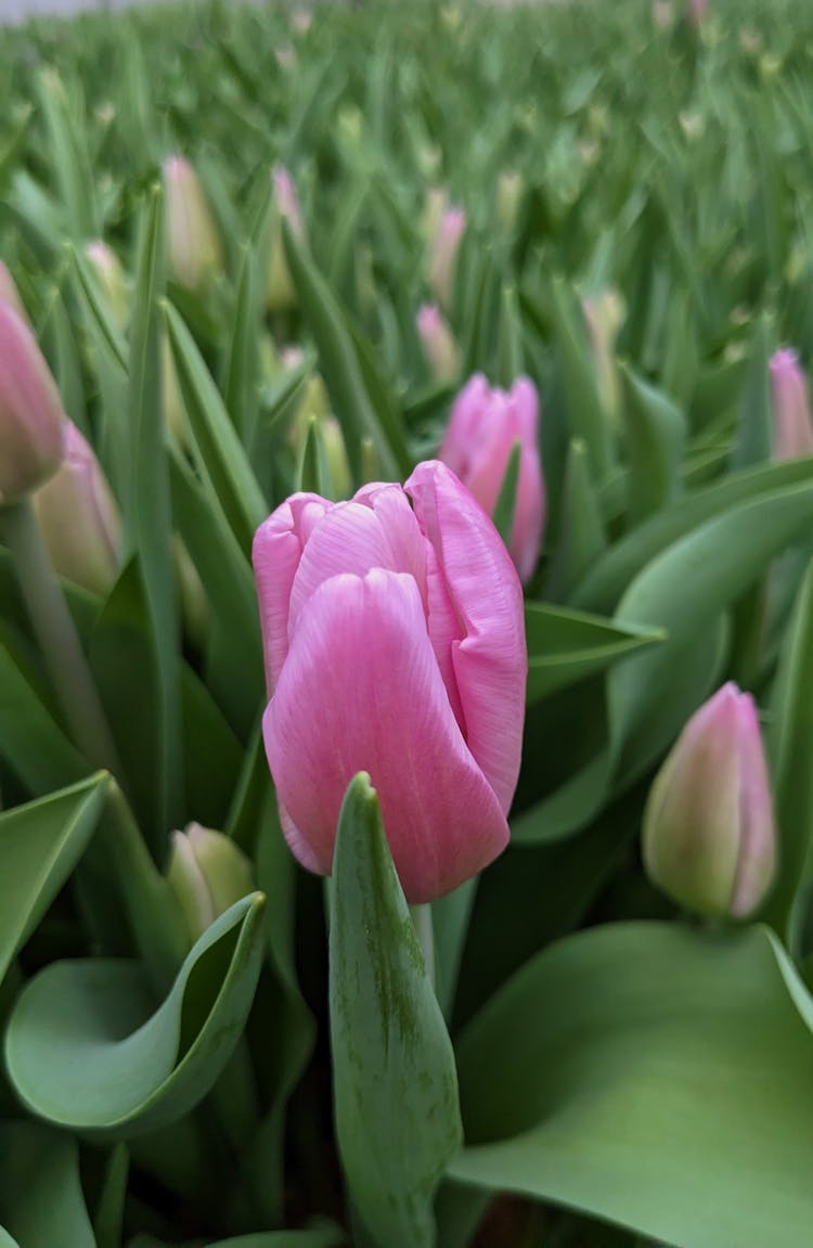 Close-up Of Pink Tulips Growing In Field