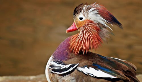 Безкоштовне стокове фото на тему «барвистий, водоплавна птиця, вродлива» стокове фото