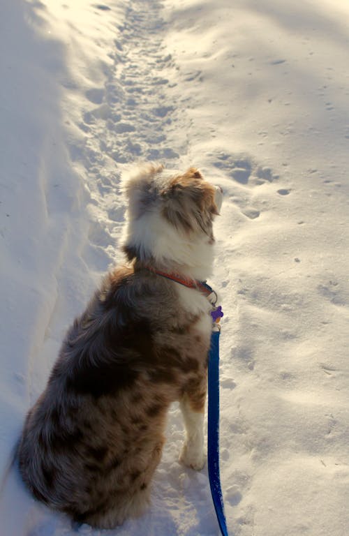 Foto profissional grátis de animal, animal de estimação, cachorro