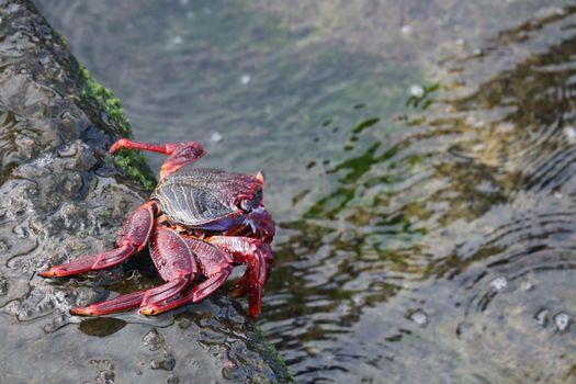 Close-up of a vibrant red rock crab on a Puerto de la Cruz shoreline in Tenerife.