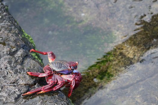 A vibrant crab perched on a rocky shore in Puerto de la Cruz, Spain, showcasing marine wildlife.