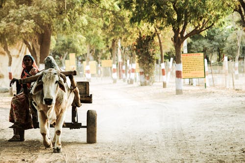 Woman Sitting on Brown Wooden Buffalo Trailer Surrounded by Trees